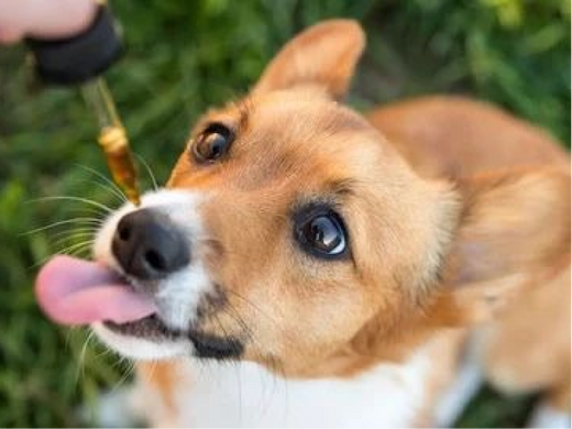 Stress in animals: CBD oil could be the solution