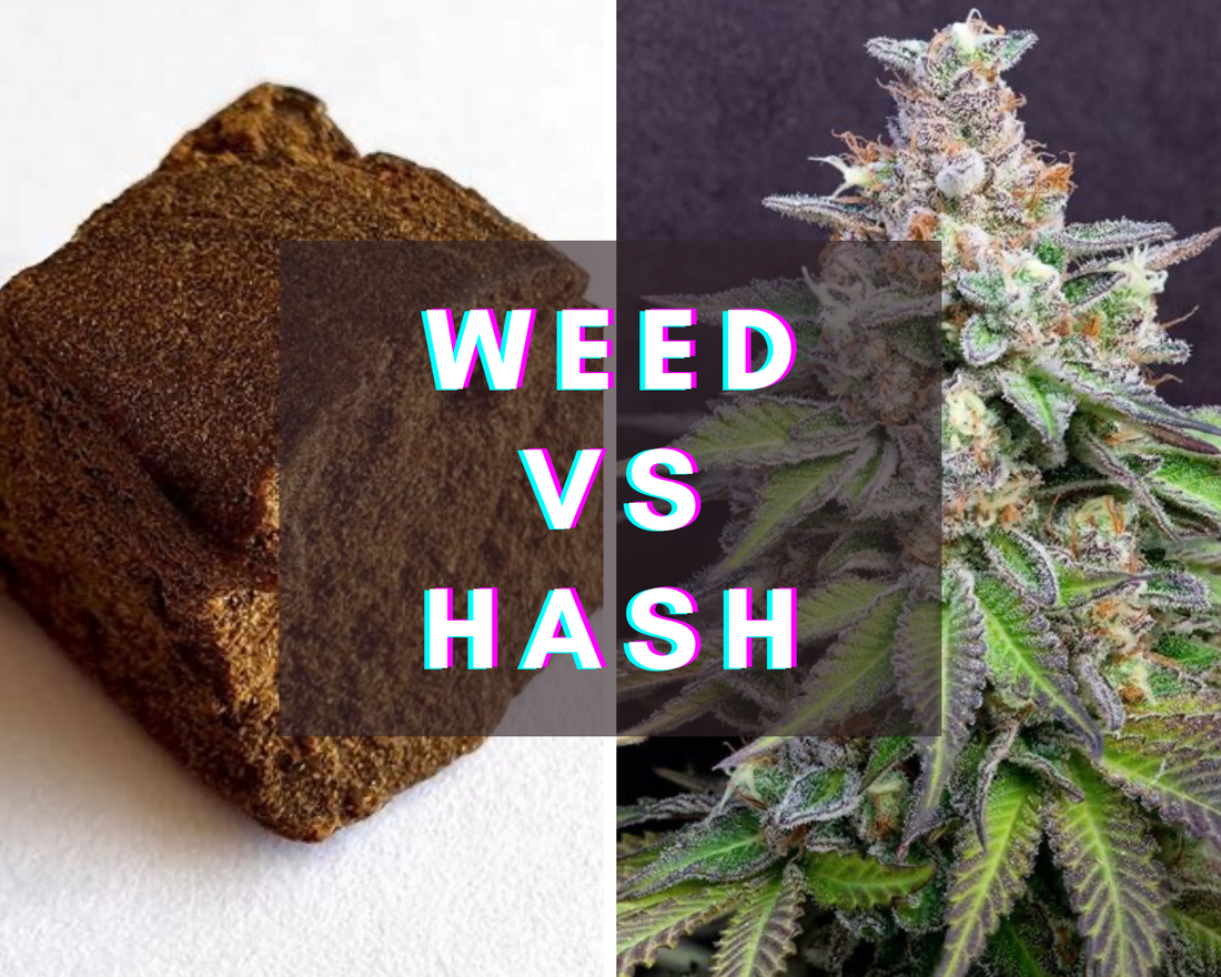 Understanding the differences between hashish and cannabis flower