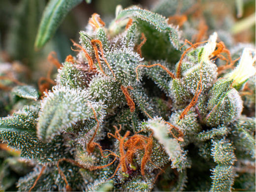 The best California genetics: 7 varieties that will make you drool