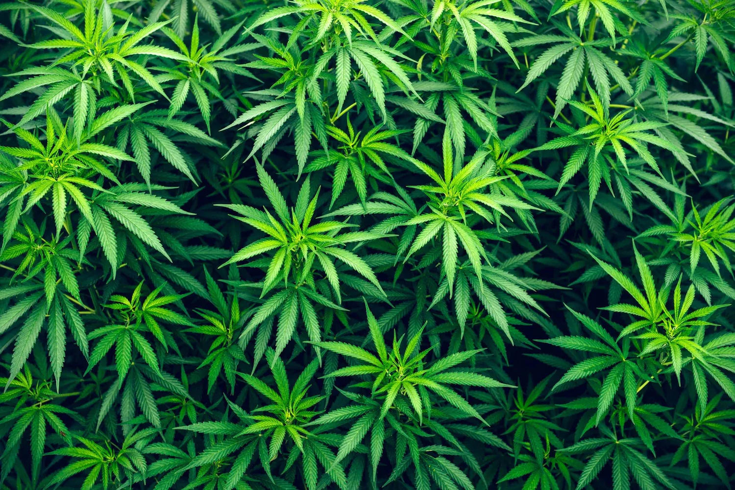 Load video: MamaMary Grow 2021, ETNA SicilyOggi nella stessa terra dove un tempo si produceva la Canapa Etna Sativa, oggi, dopo più di mezzo secolo, MamaMary coltiva la migliore Cannabis Legale d&#39;Europa.