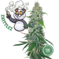 3 Collectible Cannabis Seeds -  Zkittlez