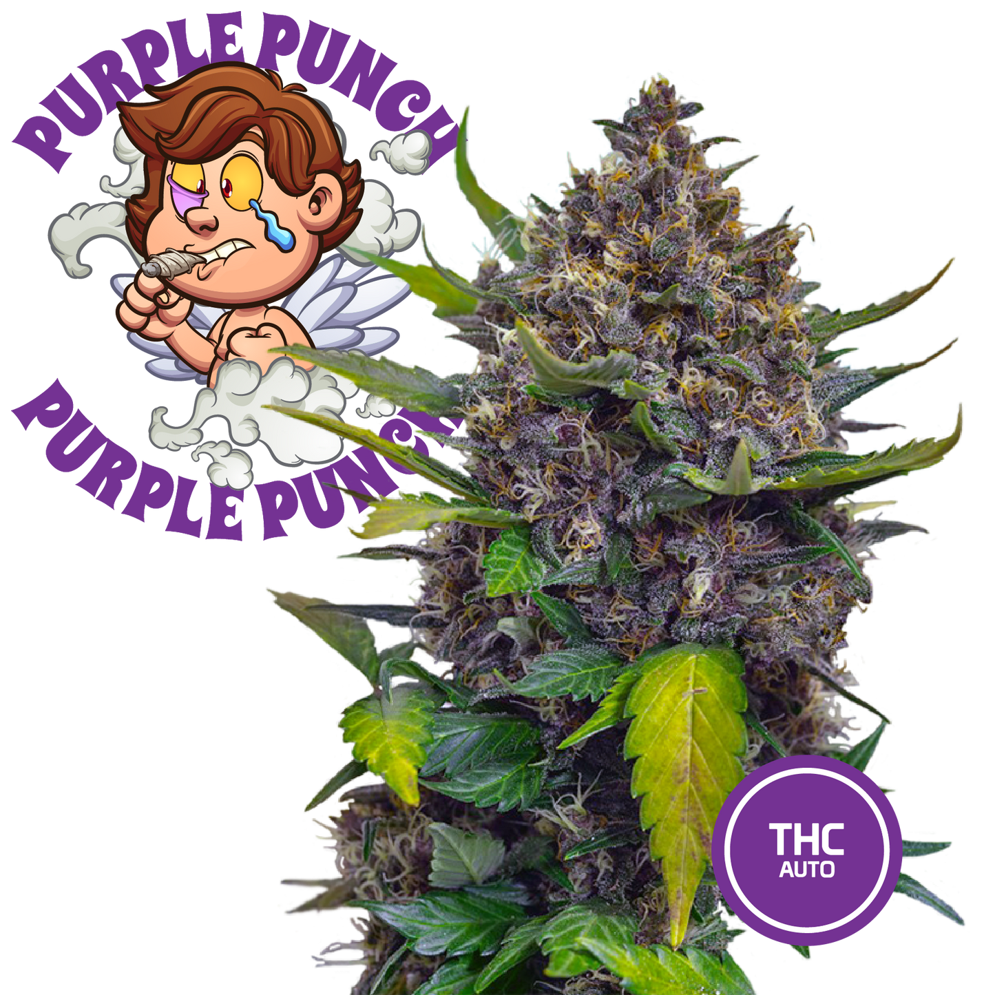 3 Collectible Cannabis Seeds - Purple Punch