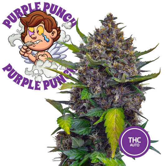 3 Collectible Cannabis Seeds - Purple Punch